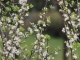 Les pruniers fleurissent à Thusy
