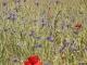 Fleurs des champs devant Le Parmelan, La Chaîne-des-Aravis et Le Mont-Blanc au loin.