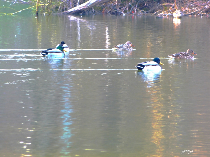 Heyrieux. Étang de Césarges. Bande de canards !