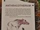Anthracotherium Animal vivant il y a 30 Millions d'Années