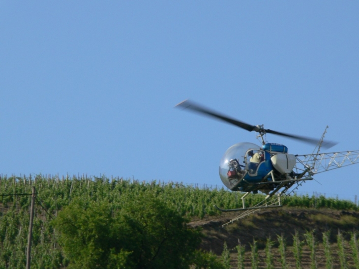 Sulfatage des vignes par hélicoptère. - Ampuis