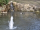 Photo précédente de Cailloux-sur-Fontaines Petite fontaine est ces canards