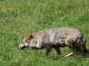 Photo précédente de Courzieu Les loups du Parc
