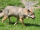 Photo suivante de Courzieu Les loups du Parc