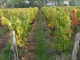 Le Vignoble à proximité du Cimetière