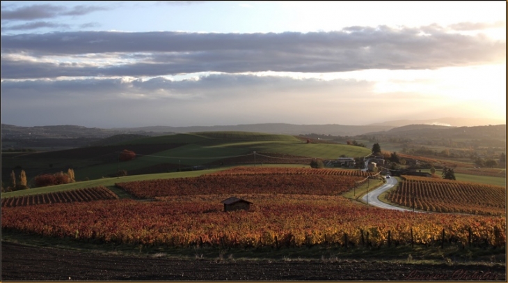 Un coeur d'automne pour les vignes de Saint-Loup