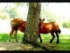 Photo suivante de Saint-Loup Deux chevaux jouent à cache-cache