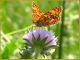 Photo suivante de Saint-Loup Un papillon déguste le suc de cette douce fleur