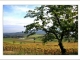 Photo suivante de Saint-Loup L'automne colore les vignes de Saint-Loup