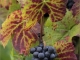 Photo suivante de Saint-Loup Les couleurs de la vigne