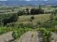 Le Vignoble 