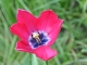 Endémique - Tulipe de Montandré