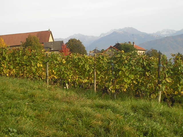 Les marches en automne  dans les vignes