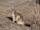 Marmotte - Vallon de l'Orgère