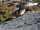 Marmotte - Vallon de l'Orgère