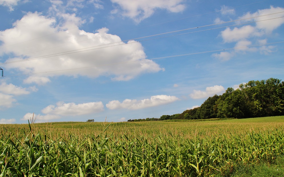 Photo à Ruederbach (68560) Ruederbach, 336822
