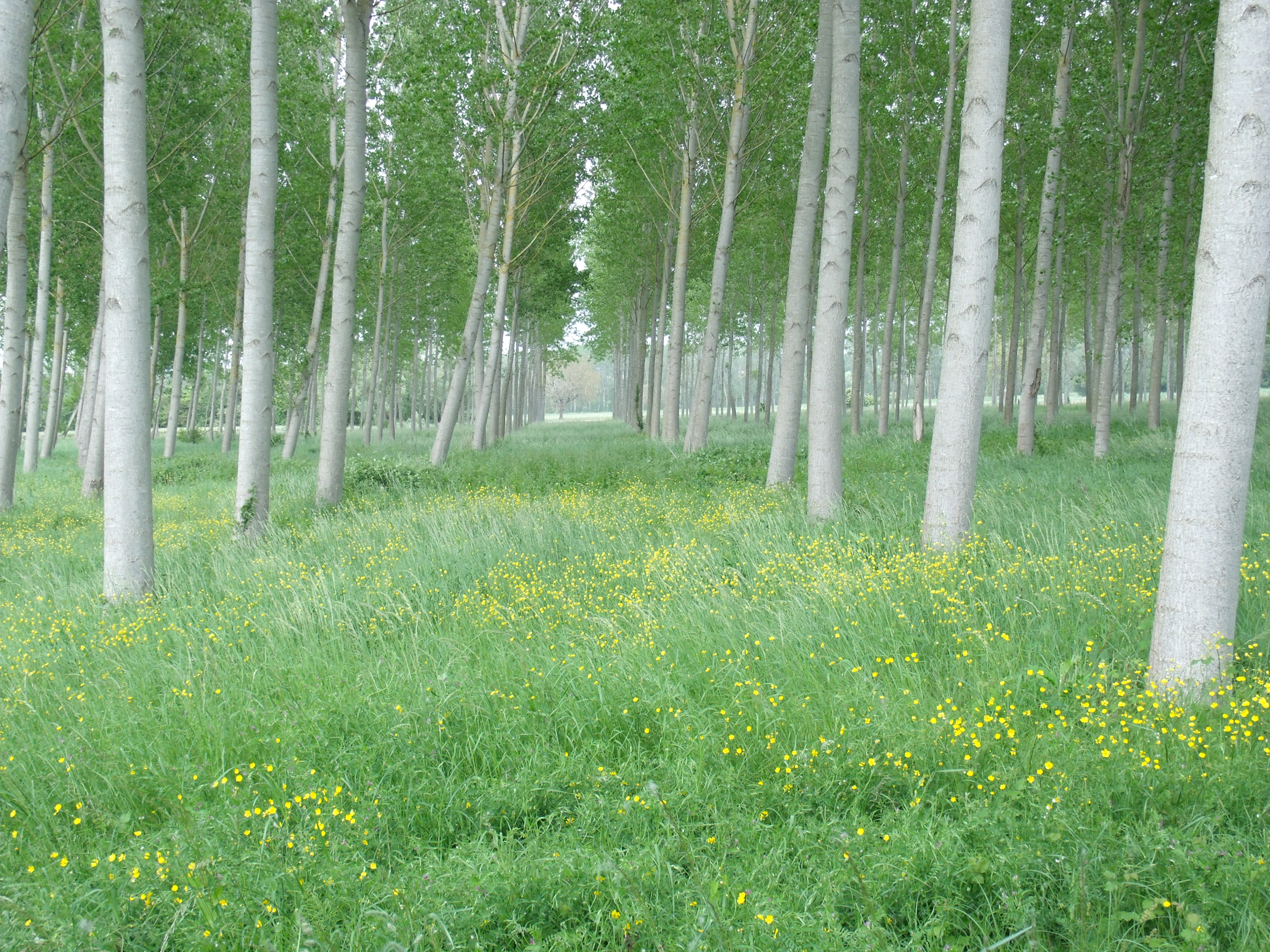 Photo à Barsac (33720) Barsac, 141391