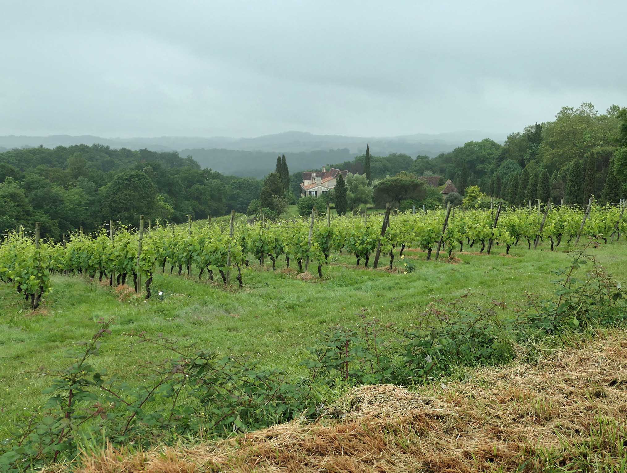Photo à Cabidos (64410) Les Pyrénées vues des vignes Cabidos