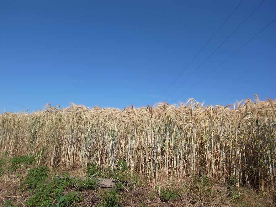 Photo à Ginai (61310) Ginai es ses cultures, 175693