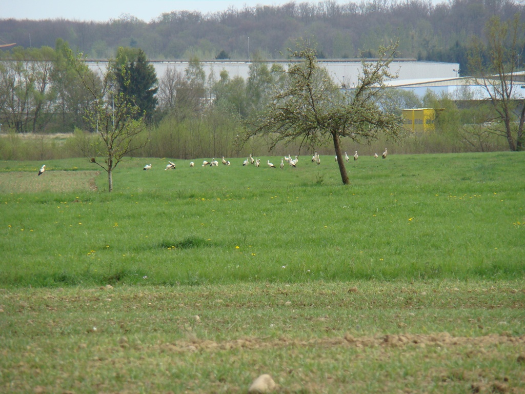 Photo à Igney (88150) Igney, 131332