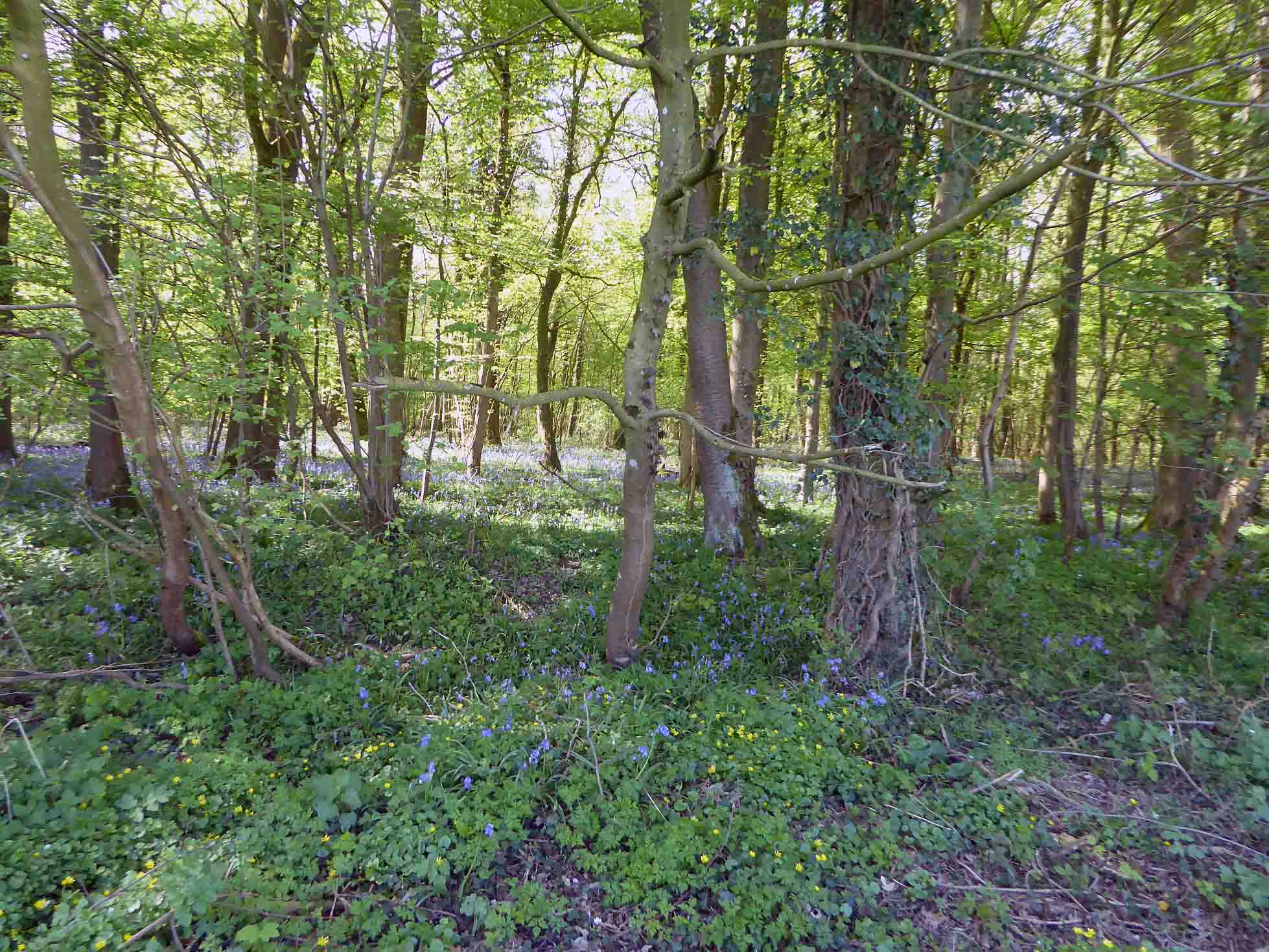 Photo à Lavaqueresse (02450) Le sous bois au printemps Lavaqueresse