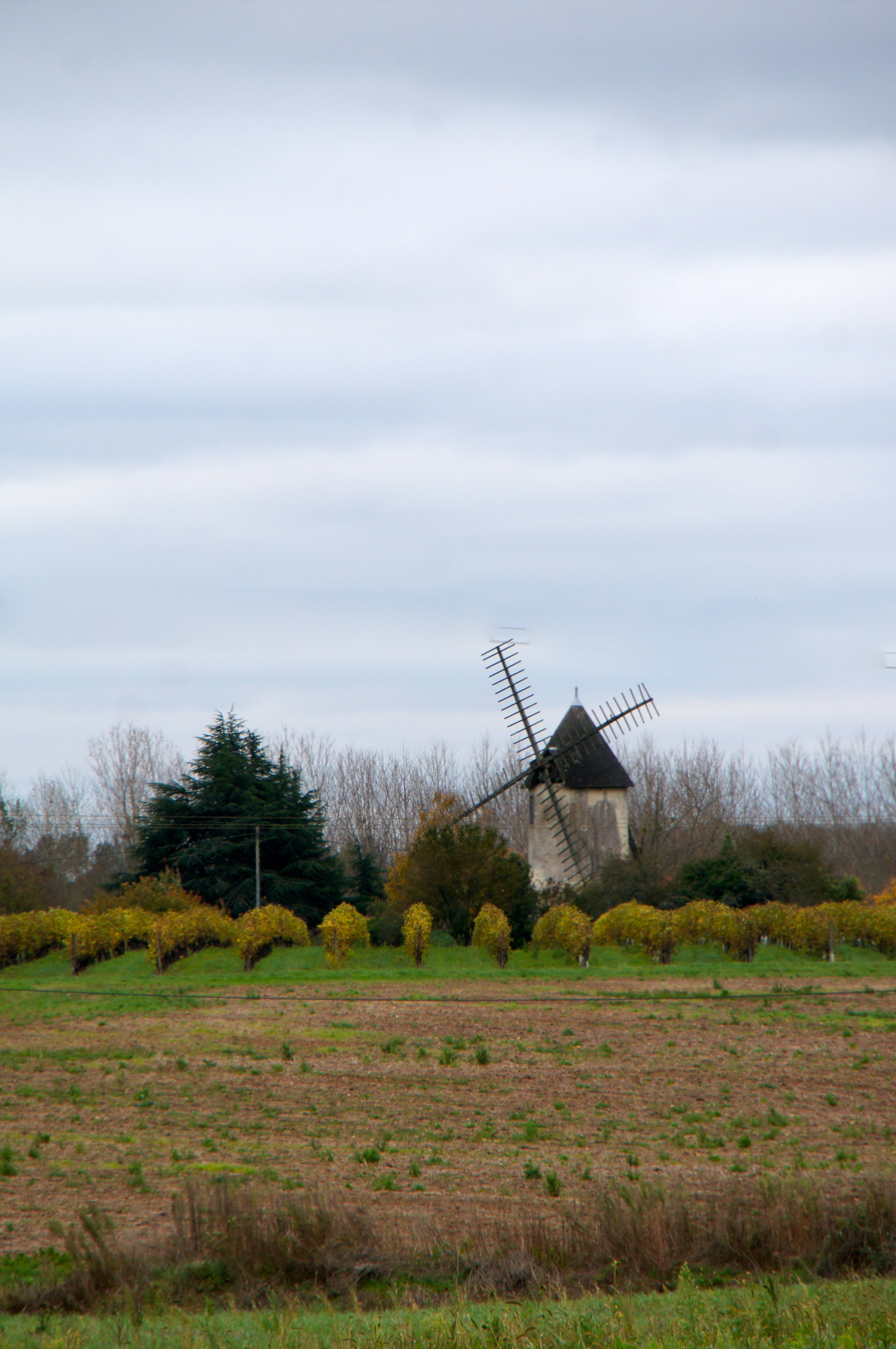 Photo à (17240) Moulin de Garreau. Saint