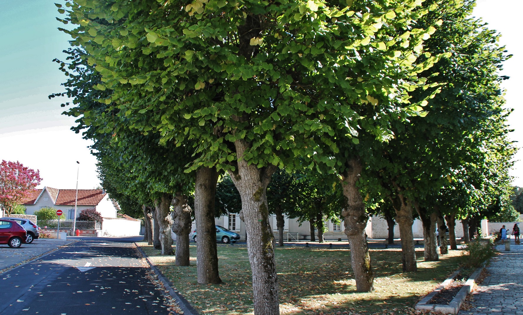 Photo à SaintRogatien (17220) SaintRogatien, 216710