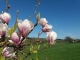 Des magnolias en alsace.