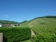 Photo suivante de Bergheim Bergheim  : les vignes
