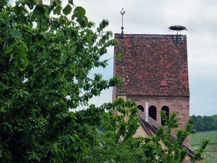 Le nid de cigognes sur le toit de la chapelle - Kientzheim