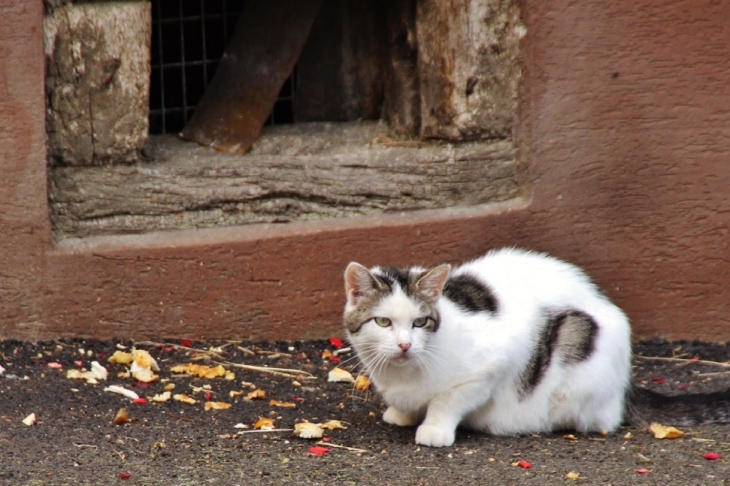 Chat du Village - Oberlarg