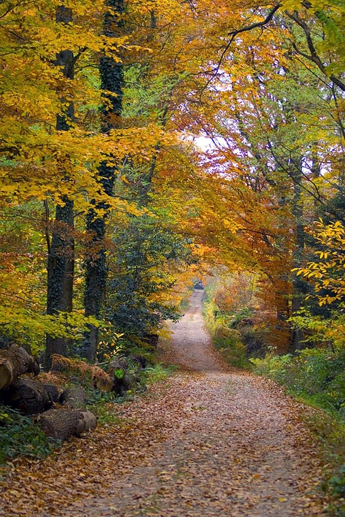 Chemin forestier en automne - Steinbach