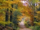 Photo suivante de Steinbach Chemin forestier en automne