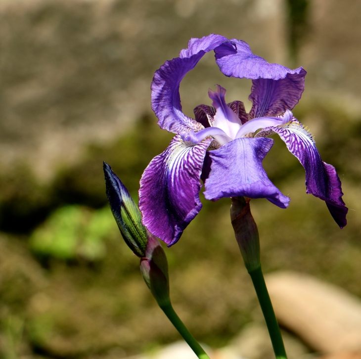 Iris-du-jardin-de-l-eglise-notre-dame-sous biron