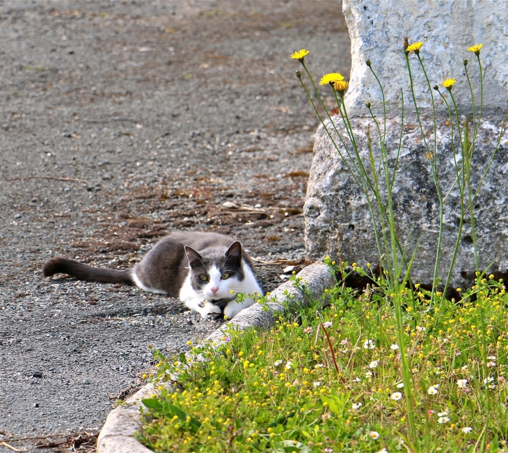 Le chat du village. - Bouteilles-Saint-Sébastien