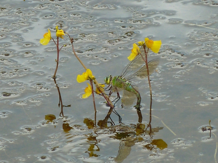 Libellule pondant dans l'étang des  - Carsac-Aillac