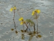 Photo suivante de Carsac-Aillac Libellule pondant dans l'étang des 