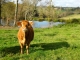 Une vache à Reilhac