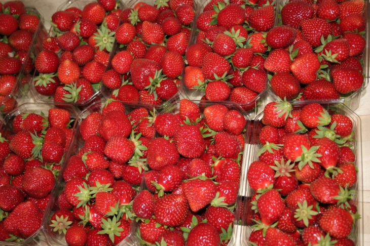 Producteur de fraises - Chantérac