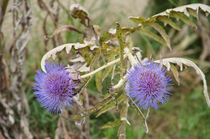 Fleurs d'artichaud d'un jardin. - Montignac