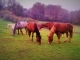 La campagne à Saint Aubin de Nabirat et nos chevaux
