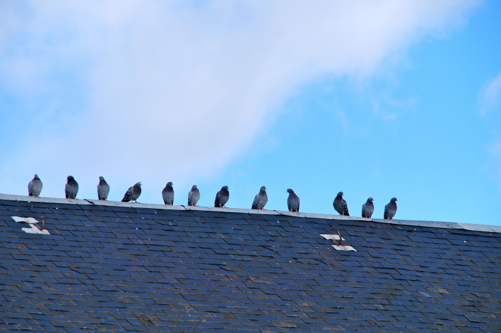 Pigeons se reposant sur le toit de l'église. - Saint-Germain-et-Mons