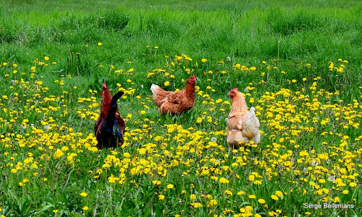  - Saint-Martin-de-Ribérac