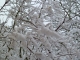 Il Neige à Saint Paul de Serre. Il est 11h30. Les branches des arbres craquent sous le poids de la neige.