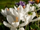 Crocus en février.