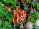 Dans mon jardin : Un Clathrus ruber