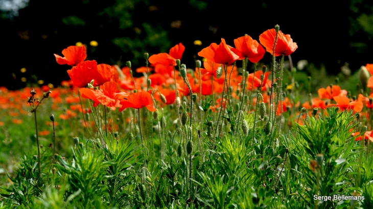 Photo à SaintVincentJalmoutiers (24410) Auxalentoursduvillage