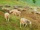 Transhumance en Sarladais septembre 2012.