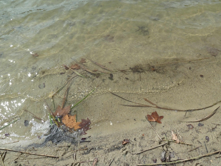 Au bord de l'étang - Tamniès