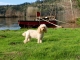 Le chien, le bateau et la Dordogne.